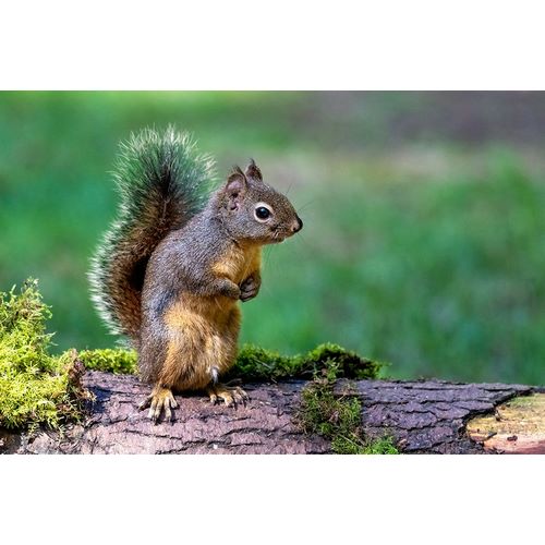 Horton, Janet 아티스트의 Douglas Squirrel standing on back paws on a moss-covered log작품입니다.